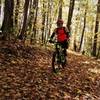 Fall colors on Fork Mountain Trail.