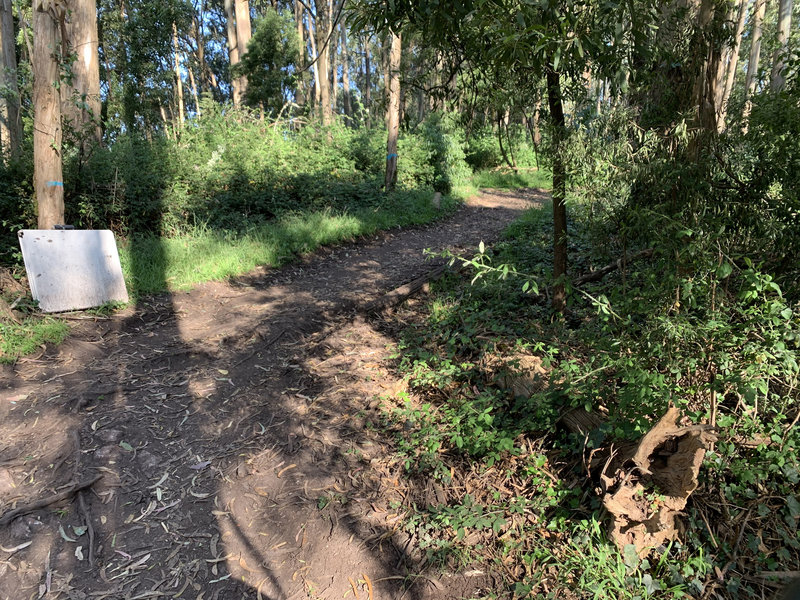 Top of Clarendon Connector/Historic Trail, looking up the South Ridge Trail, with the South Ridge/West Ridge connector 20m uphill on the left