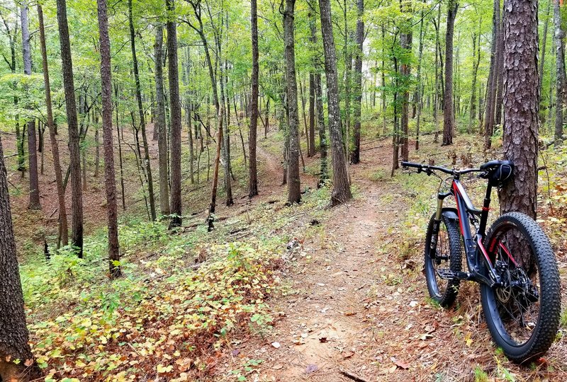 Bill's Creek Loop