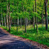 Miles of path through the trees.