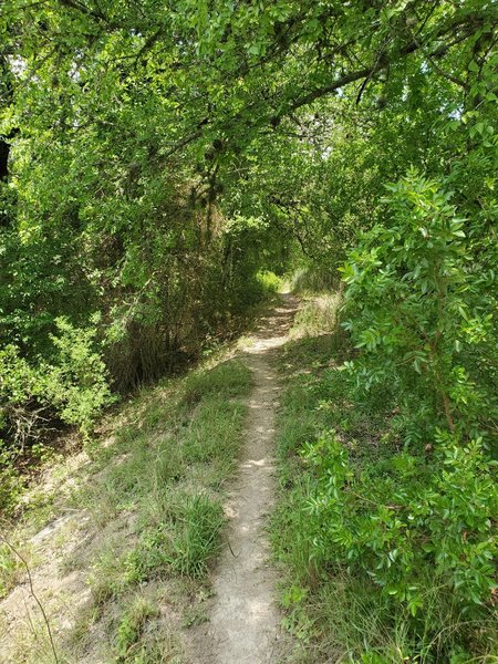 A shaded section of Spring Branch Trail.