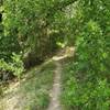 A shaded section of Spring Branch Trail.