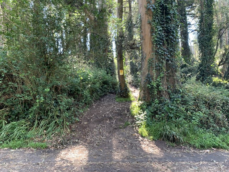 Northern end of Sutro Tower Trail