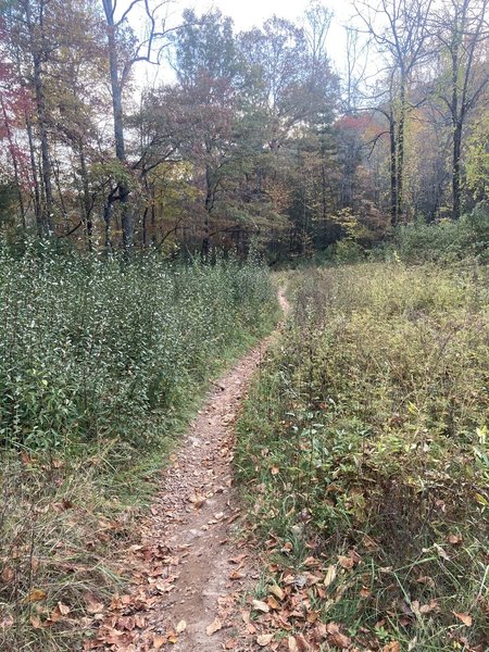 Just after the start of the singletrack.