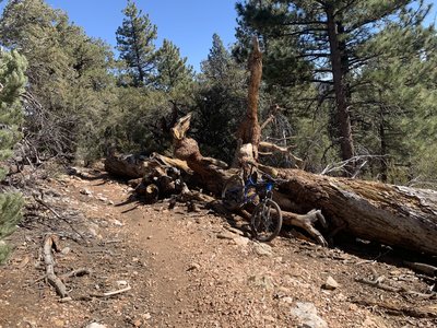 One of many picturesque fallen trees.