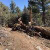 One of many picturesque fallen trees.