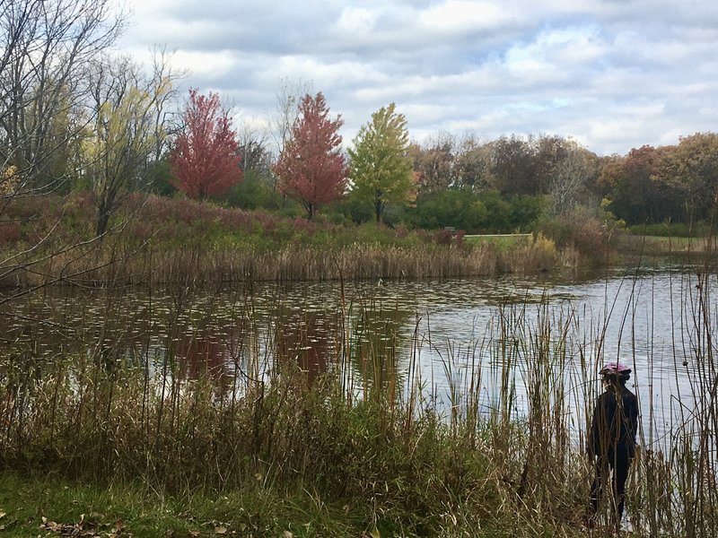 A view of the lake from the southern end at Old School Forest Preserve.