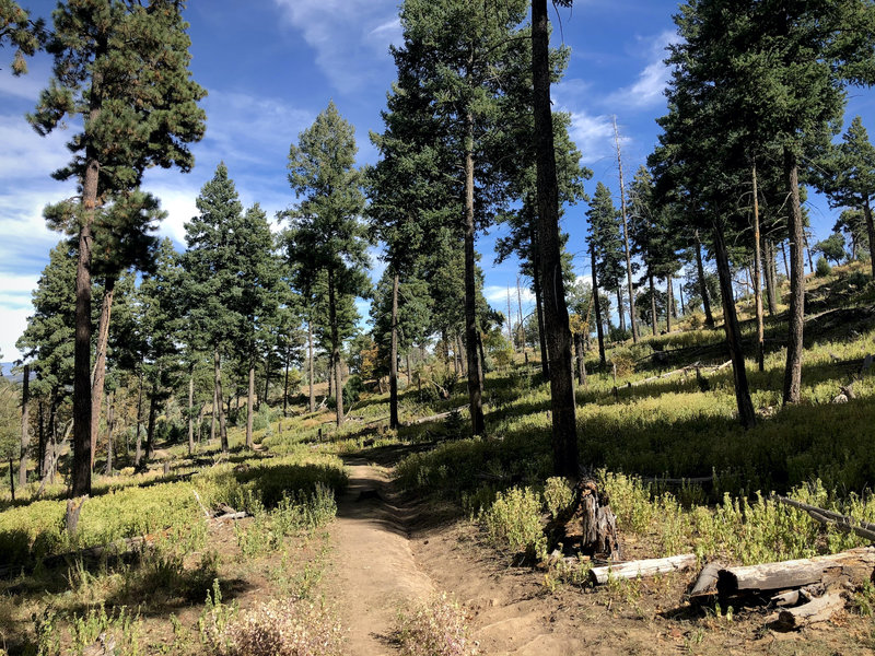 A beautiful bit of trail around Grindstone Lake.