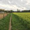 Singletrack through the field.