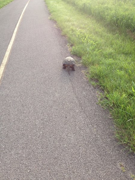 Paved trail - I often see turtules there. Trail is pretty noisy on 3 sides.