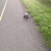 Paved trail - I often see turtules there. Trail is pretty noisy on 3 sides.