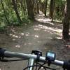 Trail through the forest.