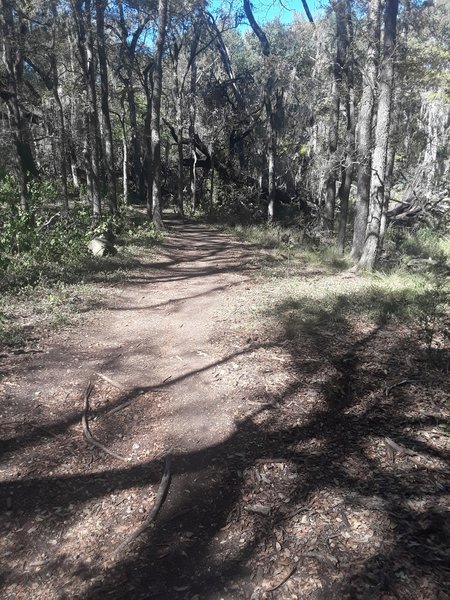 Nice place to ride in the summer, lots of shade. Track has matured and widened nicely..