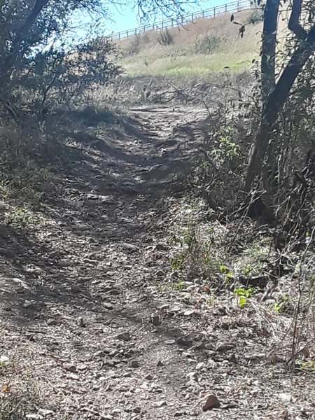 Nice climb, next there's a sharp left into a gauntlet of tree roots.