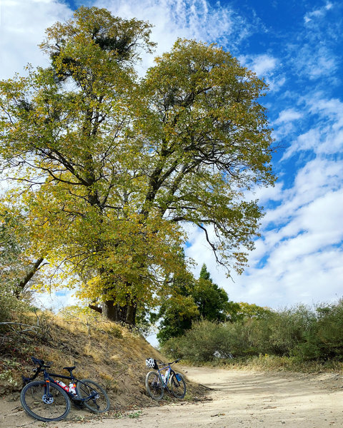 Snack break under the fall foliage on the Big Tree Cucamonga Trail.