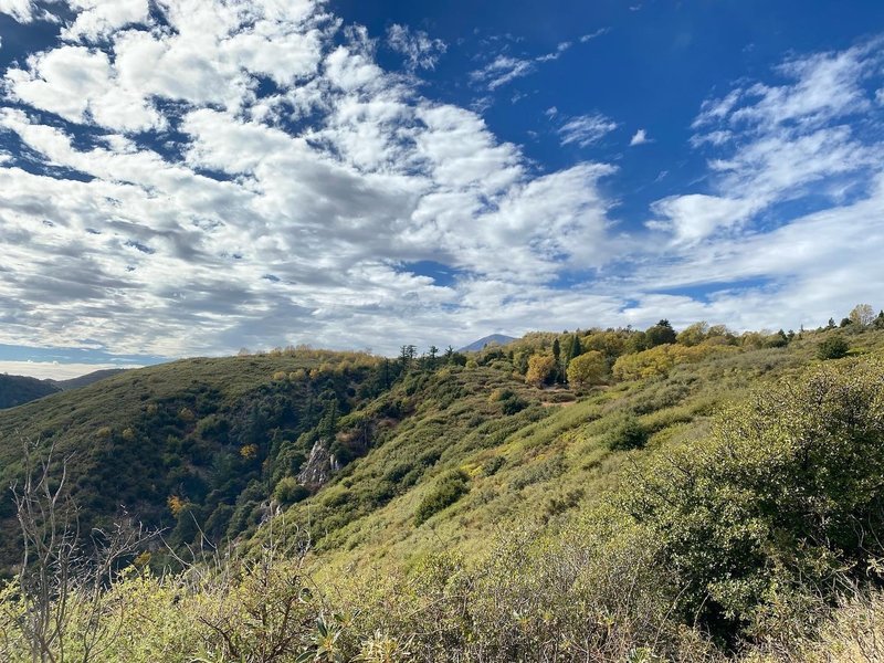 Looking up toward the treeline on the Big Tree Cucamonga Trail in November.