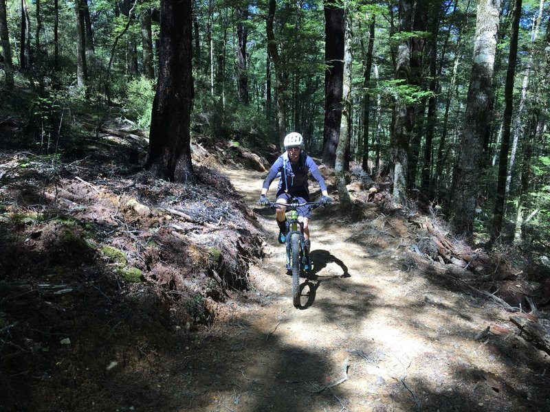 Riding through mature beech forest.