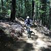 Riding through mature beech forest.