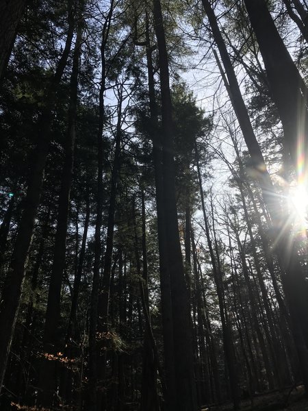 Pine stand along Valley Roll