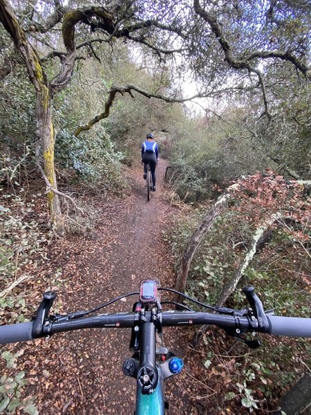 Riding through tunnels of scrub oak on Gonzalez Canyon connector trail