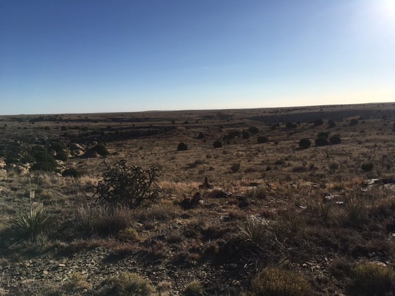 Looking back east after the first intersection.  I ran over 32 cactus and 45 cow patties.