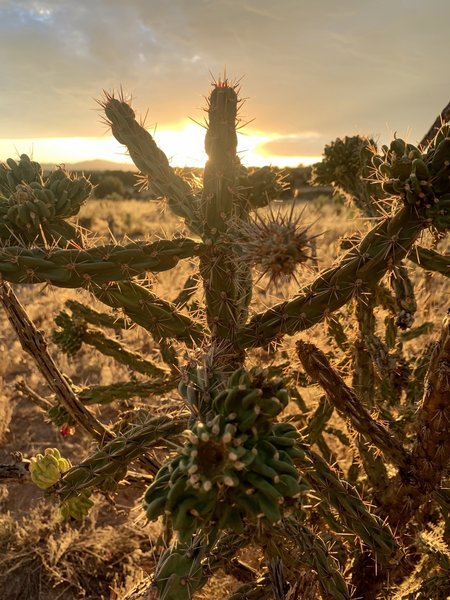 Lots of beautiful cactus on the way