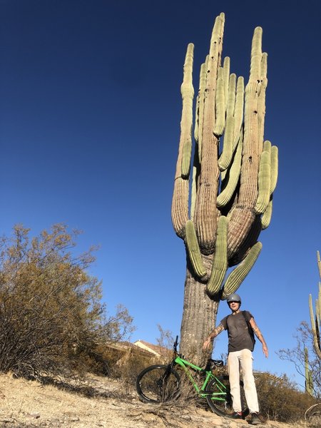 Big daddy saguaro