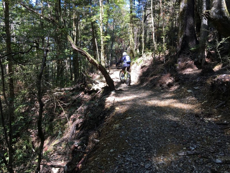 The track climbs gently through the beech forest