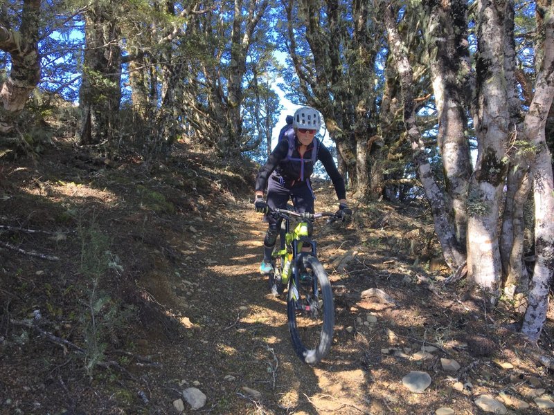 The track passes through a small clump of wizened mountain beech trees