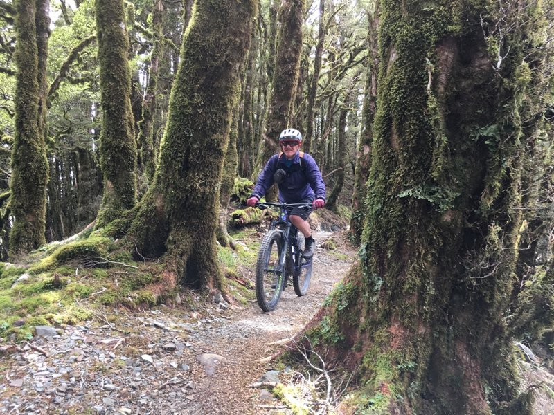 Lord-of-the-Rings-like forest along lower parts of the ridgeline