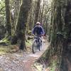 Lord-of-the-Rings-like forest along lower parts of the ridgeline