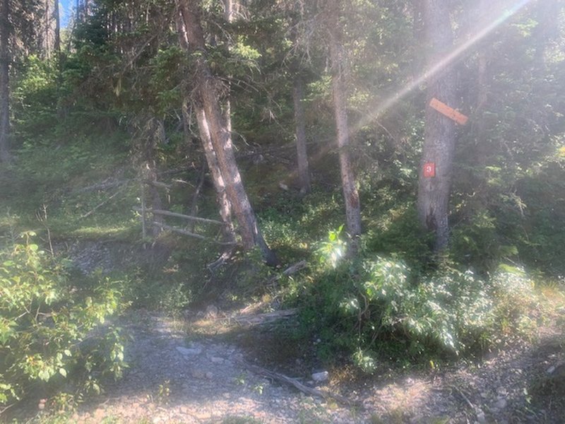 Looking south at old signs where East Fork Cottonwood Creek meets Cottonwood Creek. Stay left and look for a place to stash your bike as the trail fades and becomes riddled with deadfall.