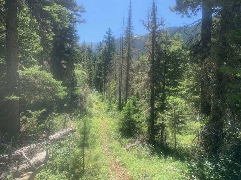 Looking south toward Greathouse Peak along a brief section of identifiable trail.