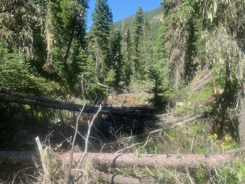 Looking east, faced with a series of hurdles and bushwhacking. Be sure to look for the occasional tree blaze to stay on route.