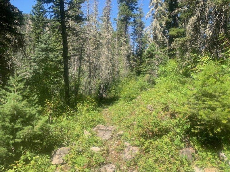 Looking north up another brief faint section of trail.