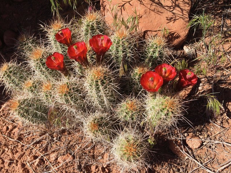 Desert flowers were in full bloom