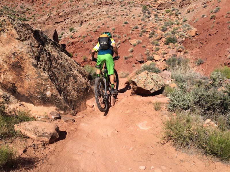 Lunging up over a rock