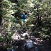 Dappled light gives the forest a magic feel