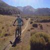 The trail weaves through dracophyllum shrubs