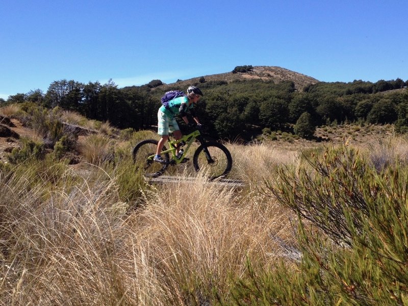 Crossing a small bridge amongst the tussocks and dracophyllum