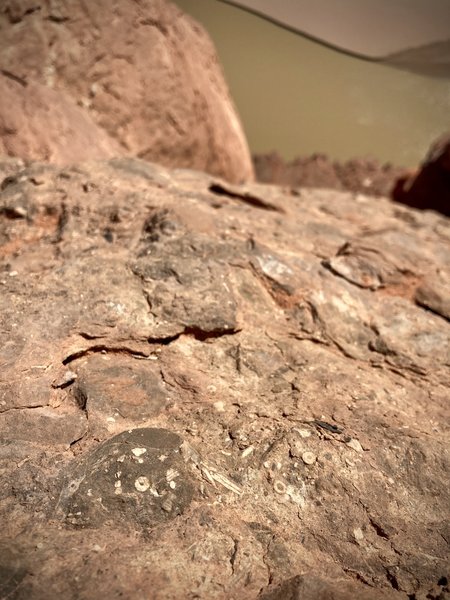 Ancient crinoid stems above the river near Fossil Point