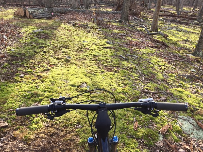 Lots of cool moss.