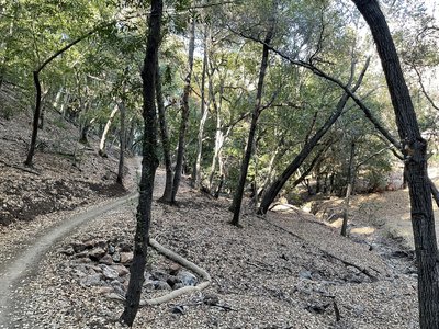 Nice tree cover for the later portion of the trail