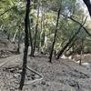 Nice tree cover for the later portion of the trail