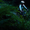 Riding through the ferns on a winter morning on Wonderland.