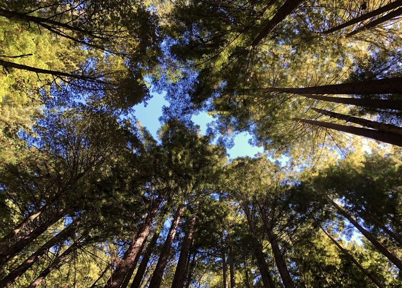 The redwoods of Methuselah Trail