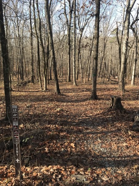 Trailhead - visible from the gravel forest road