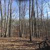 Scenic forest trail through fairly open woods.