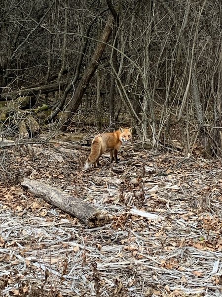 I guess there are foxes at Busse. It is rare to see though. First time in 20 years.