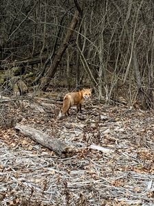 I guess there are foxes at Busse. It is rare to see though. First time in 20 years.